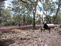 Flinders Ranges - Wilpena 